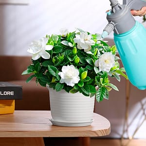 MACETA PLASTICA 15CM COLORES SURTIDO 7903