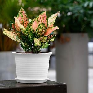 MACETA PLASTICA 17CM COLORES SURTIDO 7904