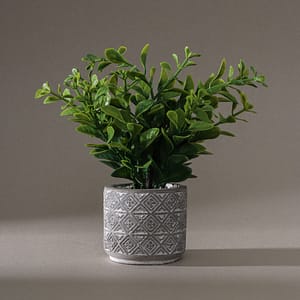 Planta Decorativa 19