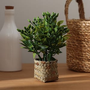 Planta Decorativa Maceta 3×3