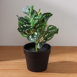 Planta Decorativa 24