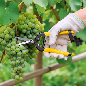 TIJERA 7.5¨ PARA CORTAR UVA UYUSTOOLS TJP375